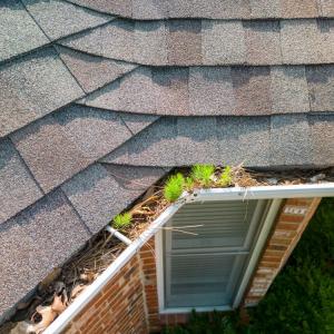 Lakeland Gutter Clearing